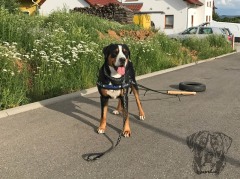 Zughund-Konas-007-Juni-2017-Reifen