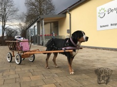 Zughund-Rasco-011-Einkauf-Dorfladen