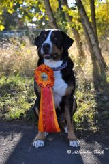Zughund-Rasco-015-Zughundewettbewerb-2016